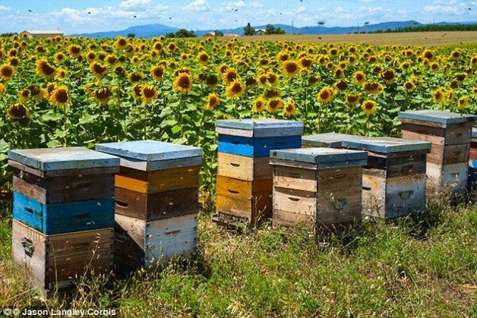 Petek ve Bal Birliği Derneği