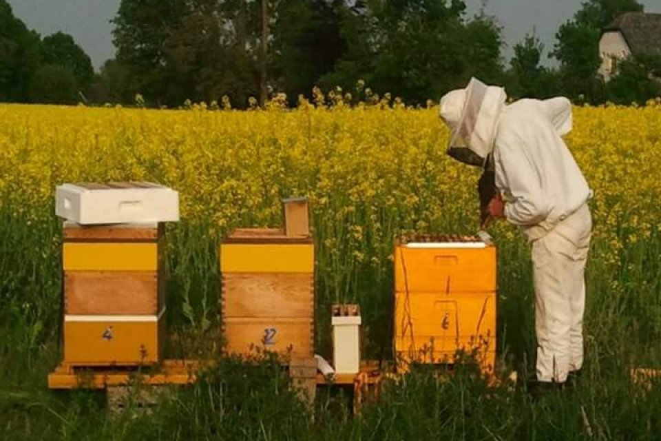 Petek ve Bal Birliği Derneği