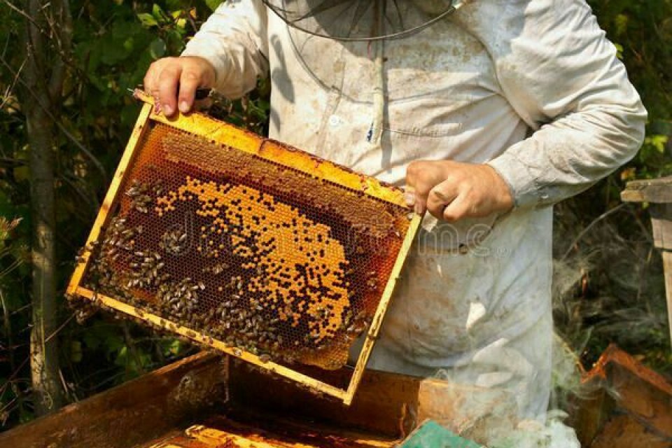 Petek ve Bal Birliği Derneği